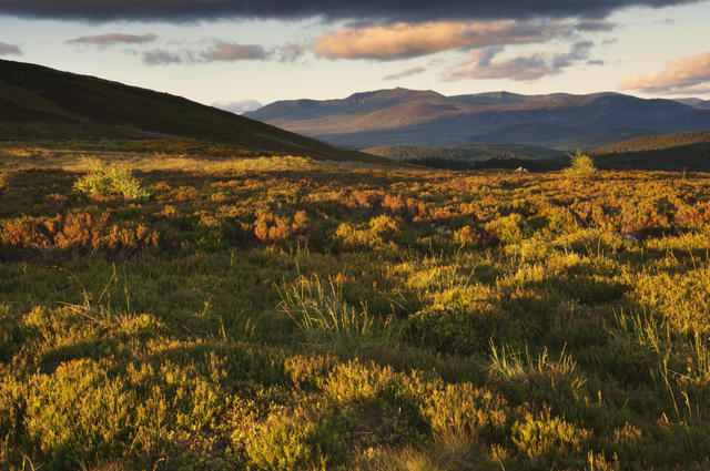 Lochnagar Dawn